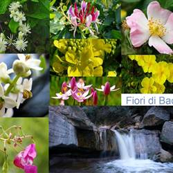 Fiori di Bach: Rimedi dell'Anima e non solo.! - Erboristeria Alchemilla